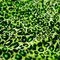 1 Yard Pug Leopard Primo Stretch Velvet Fabric 4-Way Stretch 56 Inch Width